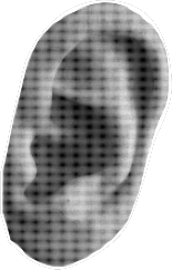 Orelha simbolizando escuta